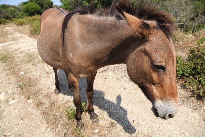 uec_gr_athos_donkey_near_vatopedi