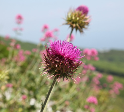 flowers on Athos