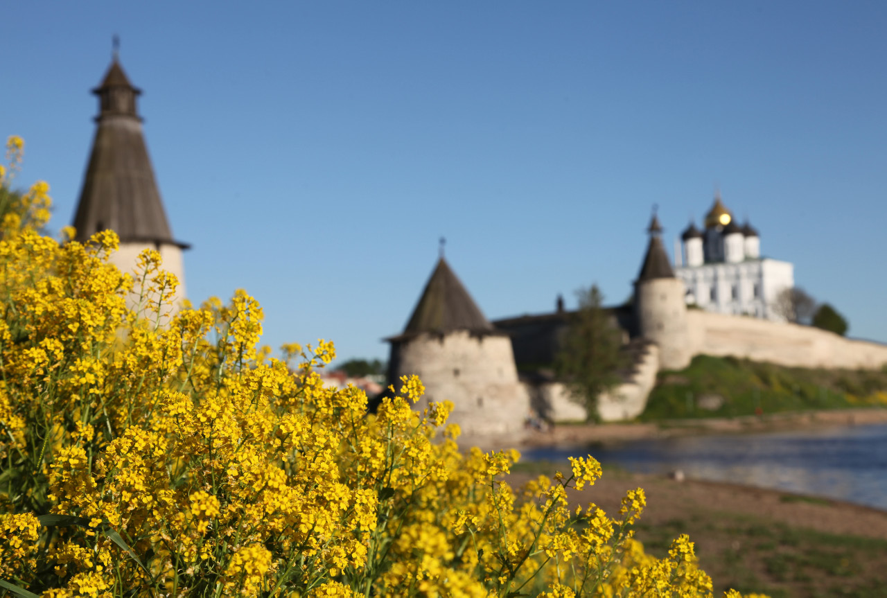 Yellow spring flowers and the Pskov Krom (or Kremlin) Псковский Кром - Кремль, with the  Высокая Башня – High Tower > Плоская Башня – Flat Tower >  Башня Кутекрома – Kutekroma Tower > and the Trinity Cathedral – Троицкий Собор